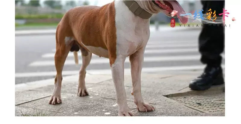 Super Strong Large Dog Collar - Empire P.E