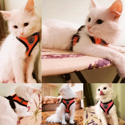 Summer Cat Dog Harness Lead Leash Adjustable Vest - Empire P.E