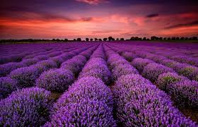 Lavender Bloom